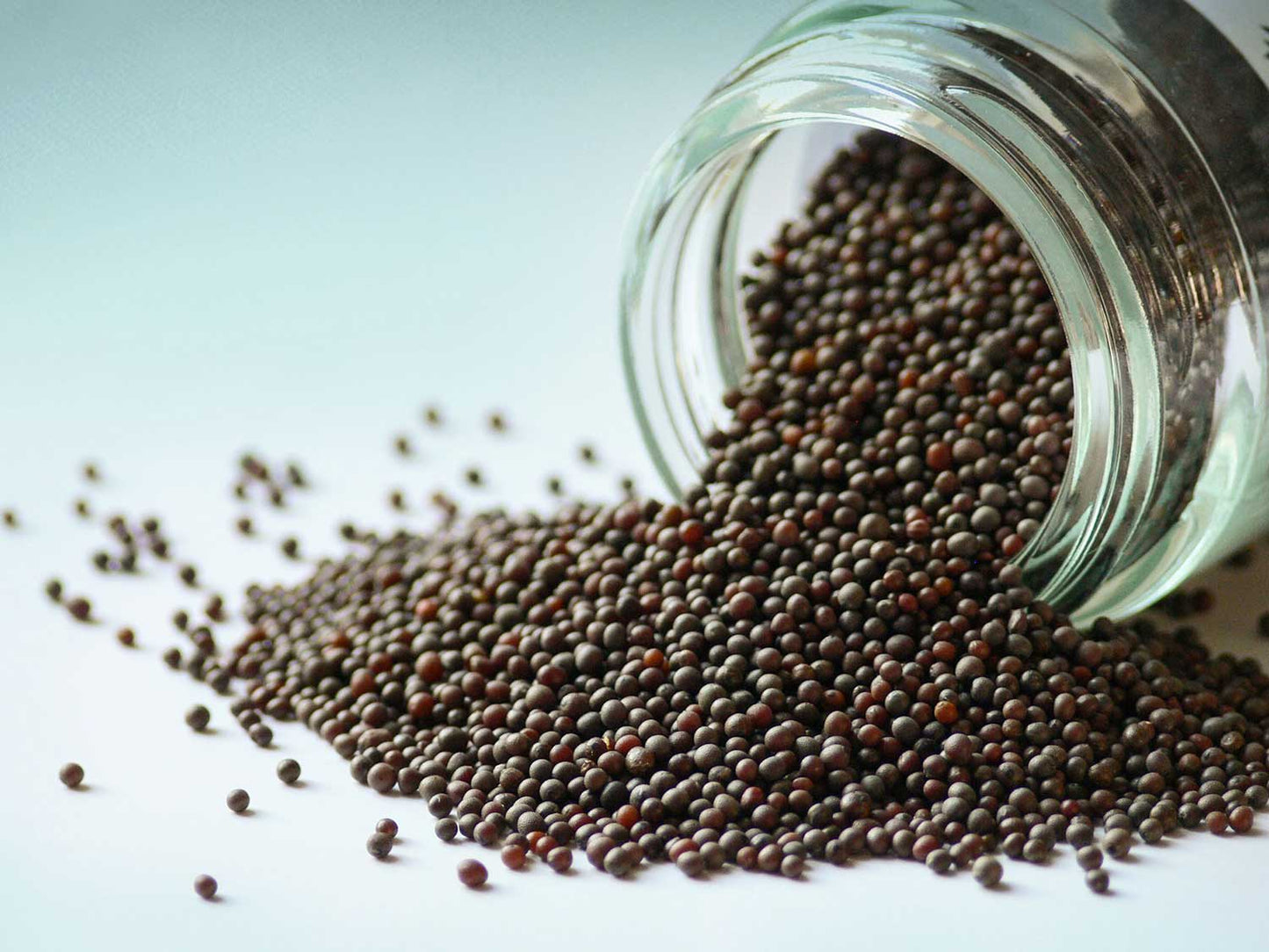 Fekete mustár szemek 50g